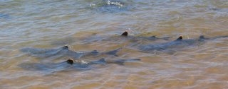 Hajer set i vandkanten