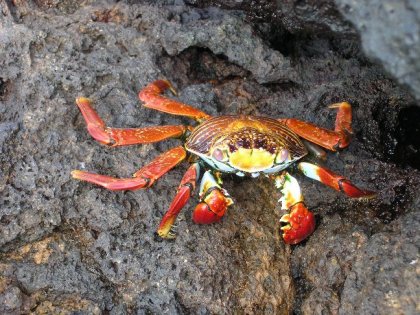 'Sally Lightfoot' krabbe paa sorte lavasten