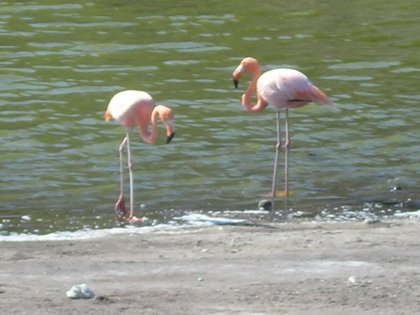 Flamingoer - saltvandslagune paa Rapida